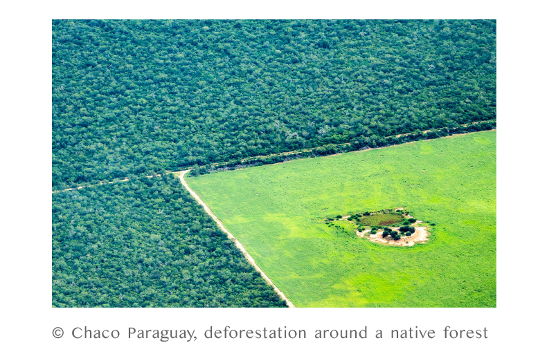 © Chaco Paraguay, deforestation around a native forest