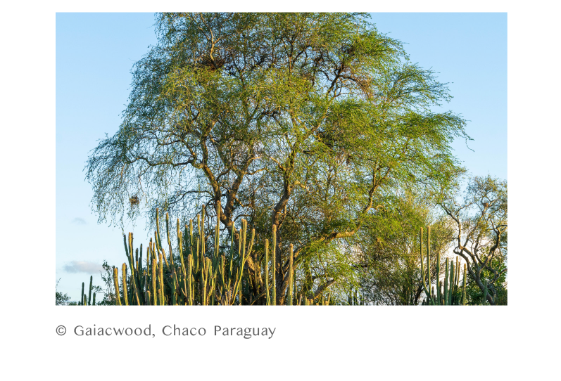 © Gaiacwood, Chaco Paraguay