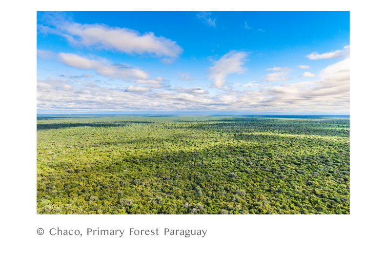© Chaco, Primary Forest Paraguay