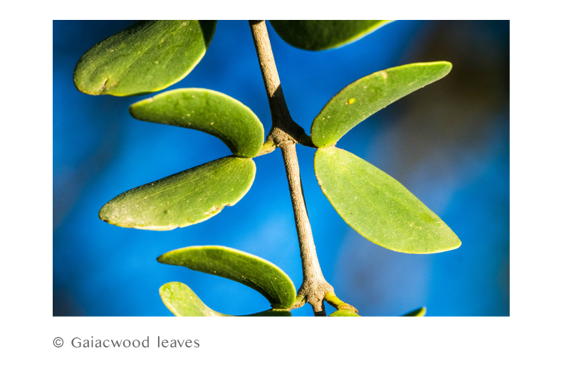© Gaiacwood leaves